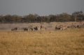 Zebras cutting up making dust 